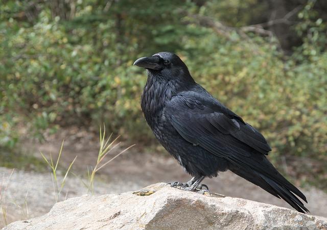 Ravens are perhaps best known for their remarkable problem-solving abilities. 