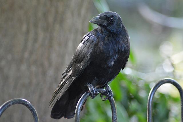 Ravens are highly intelligent birds with impressive problem-solving skills.