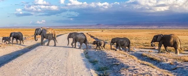 Reasons behind Elephant Migration