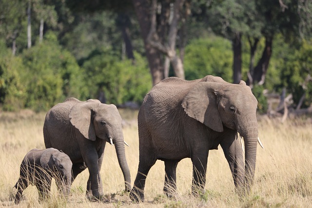 Reproduction is a critical component of elephant herd dynamics, with females typically giving birth to a single calf every two to four years
