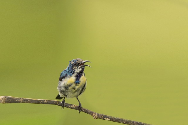 Research has shown that birdsong and calls have the power to influence the behavior and physiology of other birds