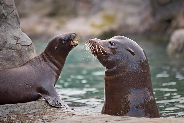 Amazing Intelligence of Sea Lions: How They Think and Learn