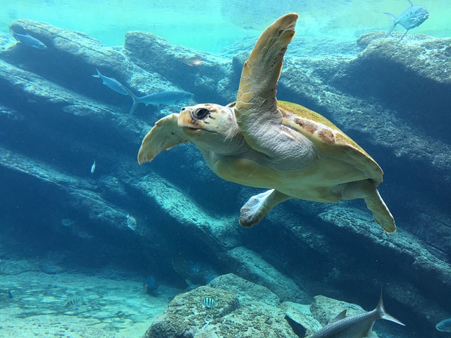 Sea turtles are able to navigate over vast distances using a range of techniques.