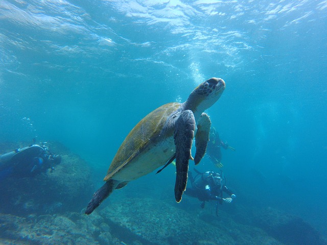 Sea turtles are also adept divers, able to plunge to incredible depths and stay underwater for extended periods. 