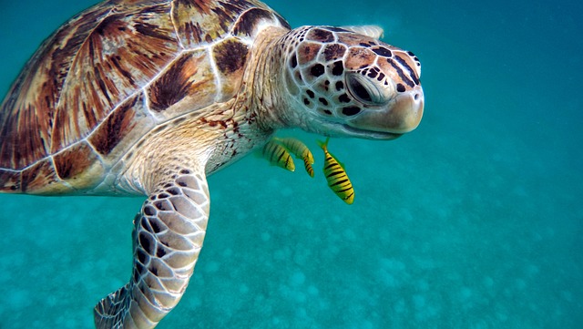 Sea turtles are powerful swimmers, capable of swimming long distances and reaching impressive speeds