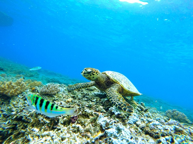 Sea turtles are truly remarkable creatures with a range of incredible abilities. 