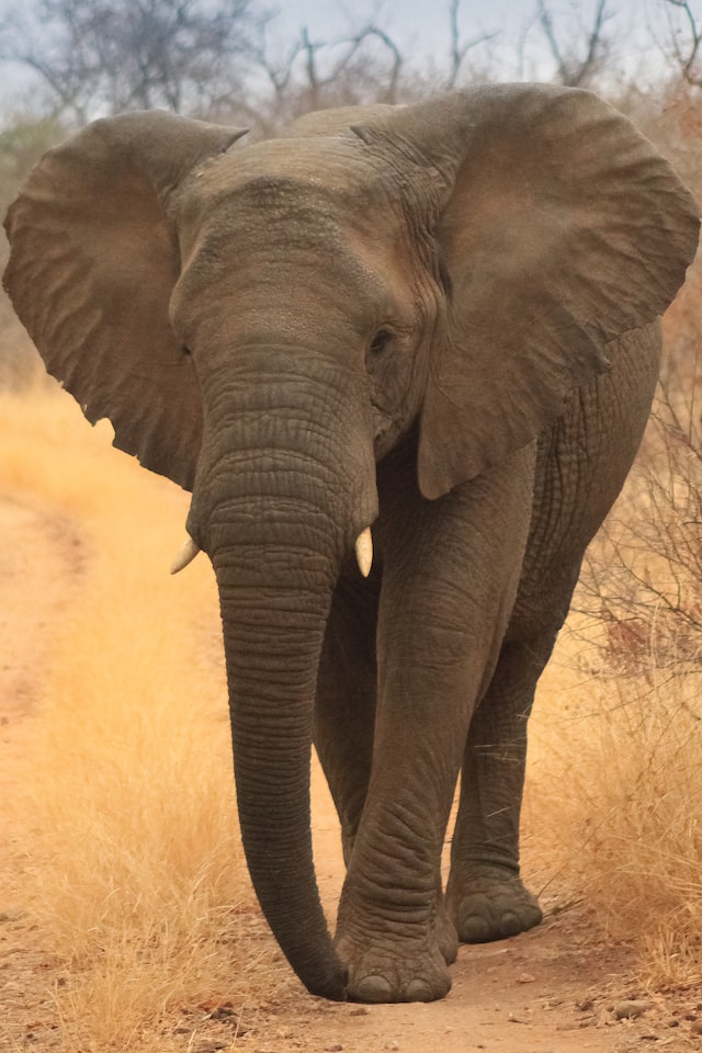 Sense of Smell - Elephants