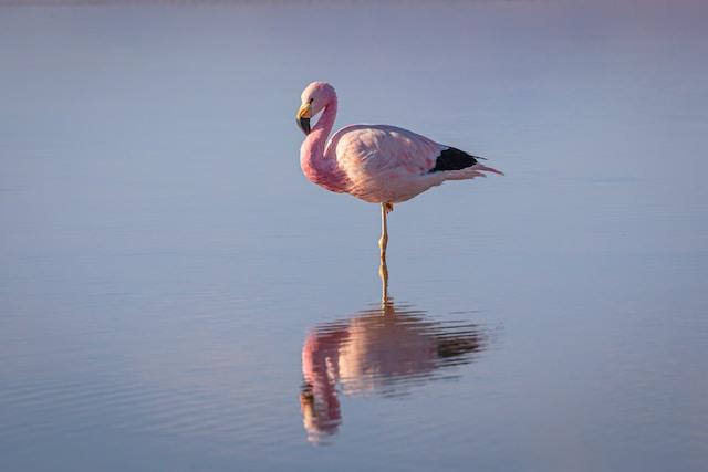 Several theories have been put forward to explain why flamingos stand on one leg.