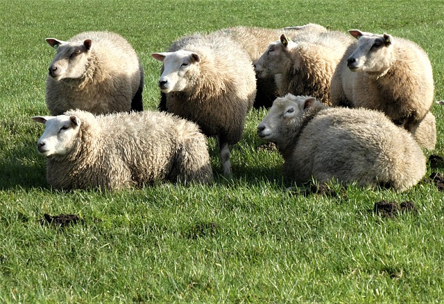 Sheep are one of the most versatile animals on the planet, providing a wide range of products that are used in various industries