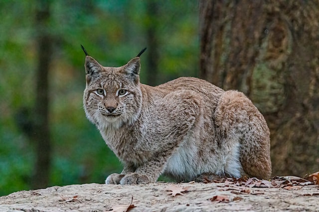 Siberian Lynx - Conservation Efforts