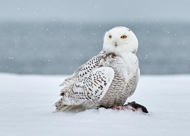 Snowy Owls Revealing Mysteries of the Arctic Predators