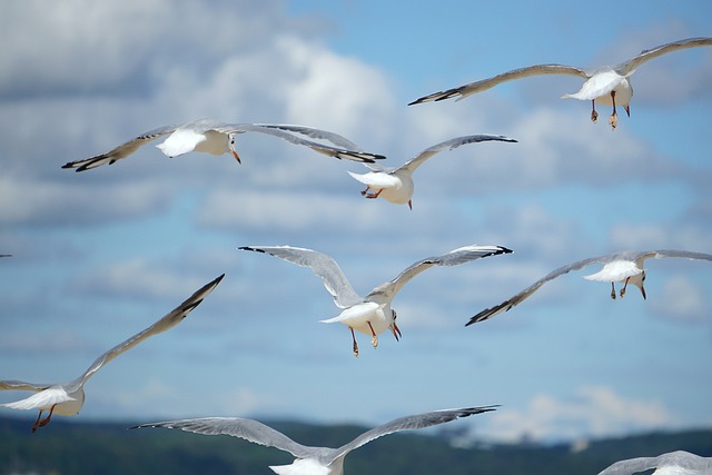Birds use contact calls to maintain social bonds and keep track of other members of the flock