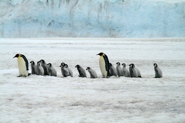 Studying penguins under the ice