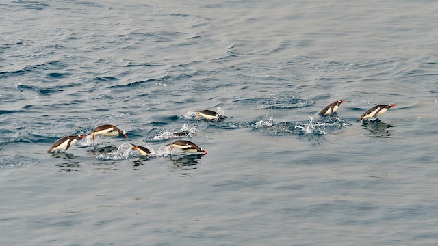 Swimming Emperor Penguins