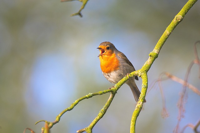 The Amazing World of Birdsong How Birds Communicate Using Sounds
