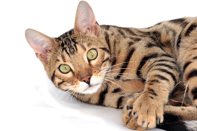 The Bengal cats are a large, muscular breed with a wild appearance