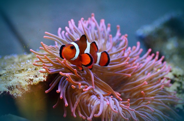 The Clownfish-Anemone Relationship