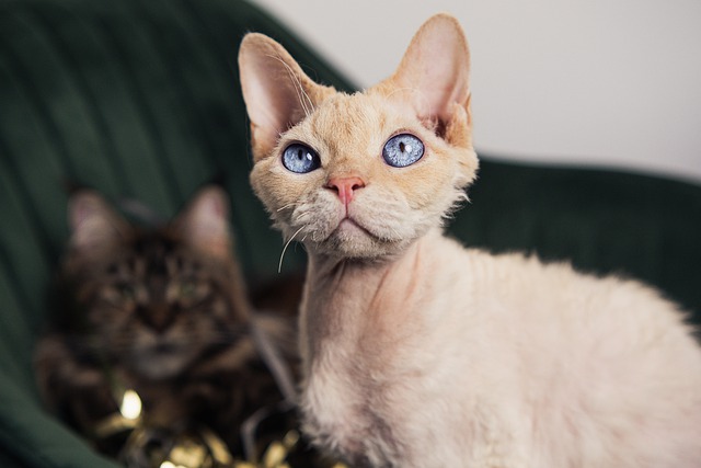 The Devon Rex cat is a short-haired breed that is known for its distinctive curly coat and playful personality