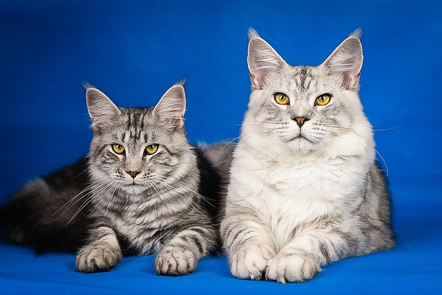 The Maine Coon cats are a large, fluffy breed that is known for its friendly and sociable nature