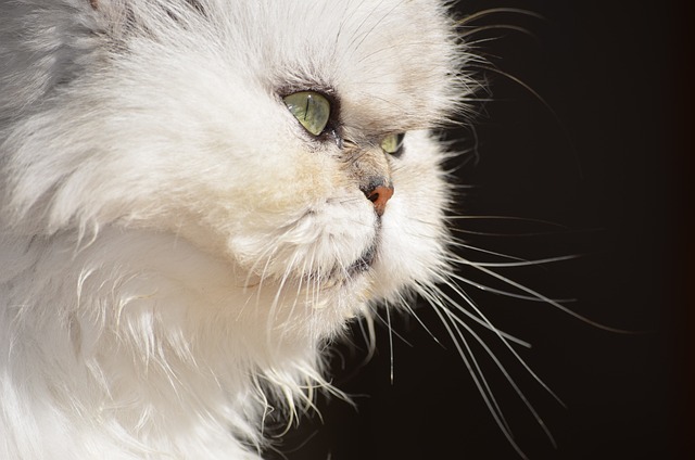 The Persian cats are a long-haired breed that is known for its luxurious coat and sweet personality
