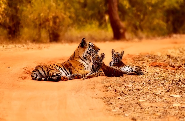 The Secret Life of Tigers Their Behaviors and Habits