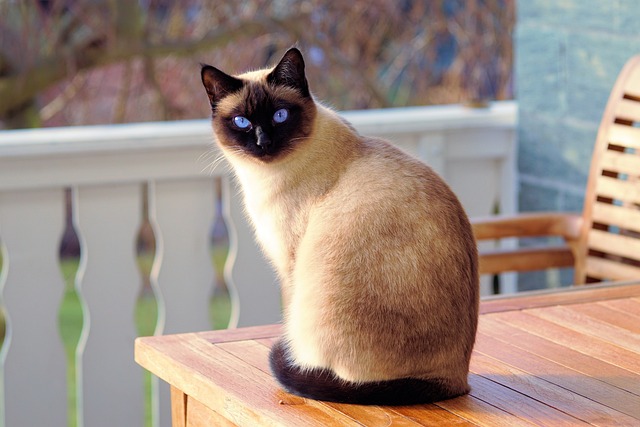 The Siamese cats are a popular breed known for its striking blue eyes and sleek, slender body
