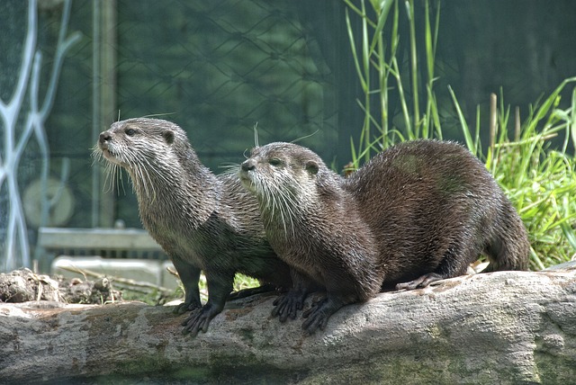 The Unique Adaptations of Otters Mastery in Aquatic Life
