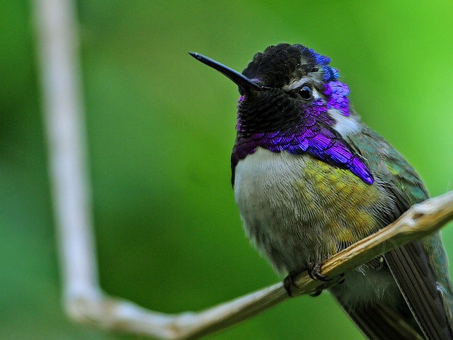 The diversity of hummingbird species is truly remarkable, and each type has its own unique adaptations and characteristics.