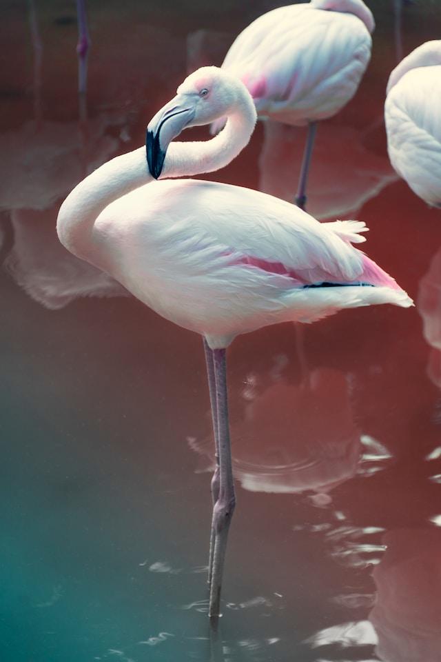 The heat conservation hypothesis suggests that flamingos stand on one leg to conserve body heat.