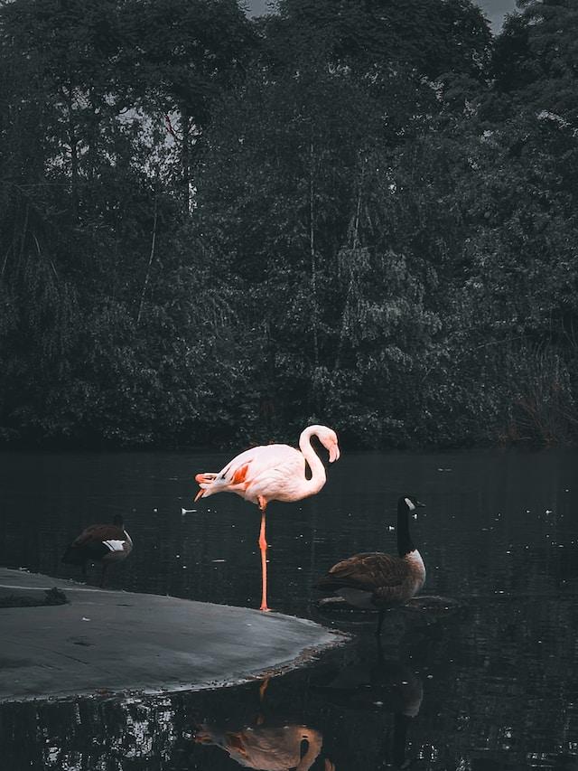 The muscle fatigue hypothesis proposes that flamingos stand on one leg to reduce muscle fatigue.