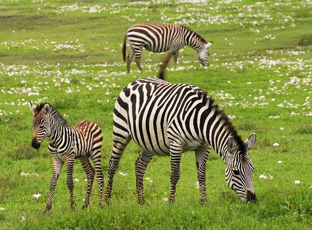 The original idea behind zebra stripes was that they helped the animals blend in with their surroundings, making it harder for predators to spot them.