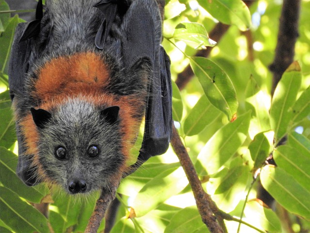 There are over 1,400 species of bats