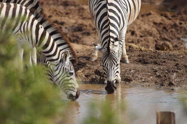 There have been several studies conducted to test these theories of zebra stripes