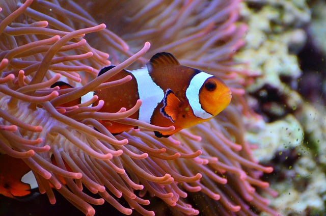 Threats to Clownfish and Coral Reefs