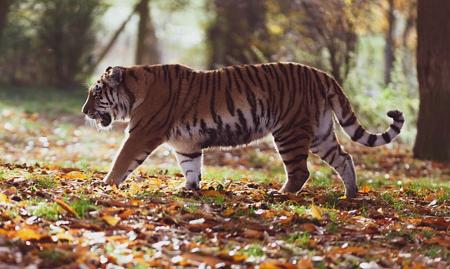 Tiger - Marking Territory