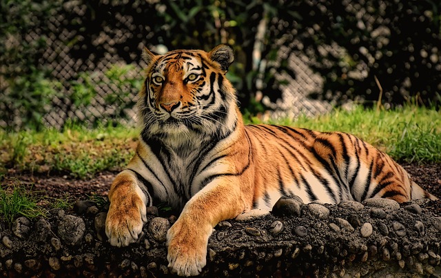 Tigers are an endangered species and their populations are declining due to habitat loss and poaching.
