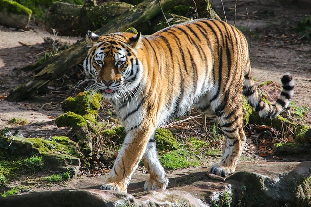 Tigers are typically solitary animals, but they do have a social structure that is based on territoriality.