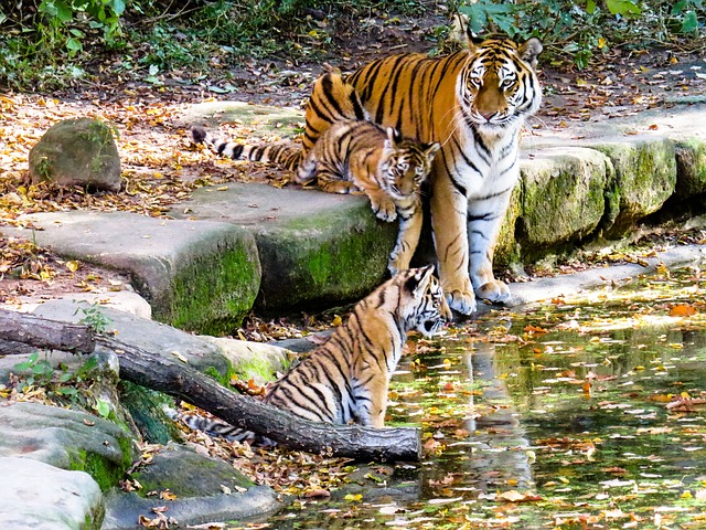Tigers reach sexual maturity at around 3-4 years of age and mating can occur at any time of year.