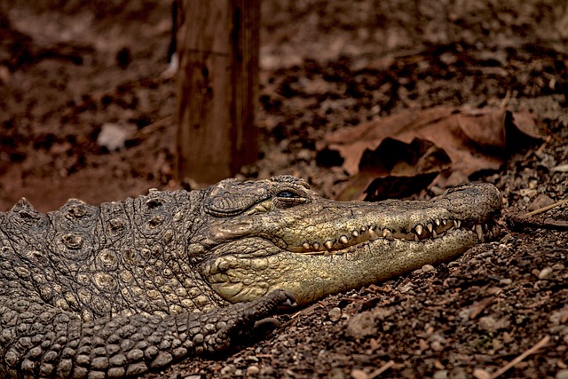 Uncovering the Secrets of Crocodiles Behavior Research Insights