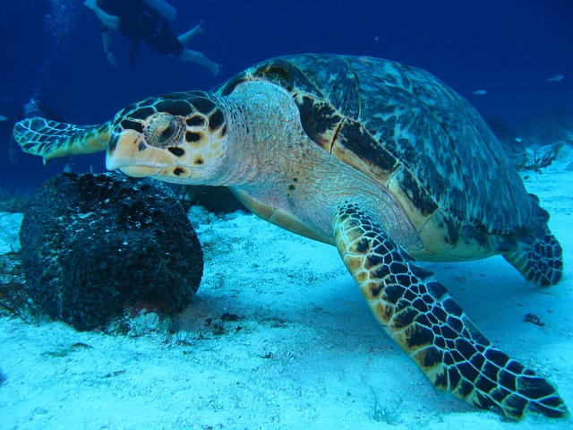 Where do sea turtles live