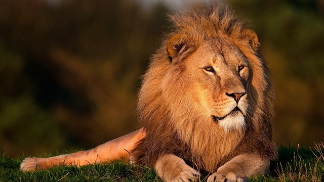 While lions were once widespread across Africa and parts of Asia, their populations have declined significantly due to habitat loss, poaching, and conflict with humans