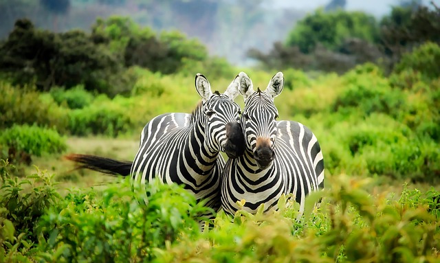 Zebra stripes are a series of black and white bands that run horizontally across the animal's body.