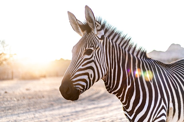 Zebra Stripes: The Science Behind This Fascinating Phenomenon