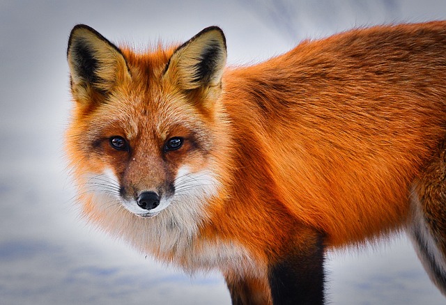 fox is a clever and resourceful predator that has adapted to survive in a variety of ecosystems