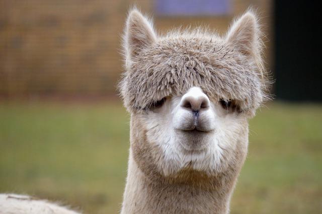 One of the most impressive cognitive abilities of llamas is their capacity for learning and memory.