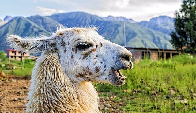 llamas possess surprising cognitive abilities that rival those of other animals, including primates.