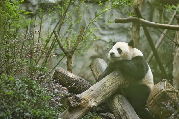 Why We Love Pandas: Their Behavior and Habitat - Travlean