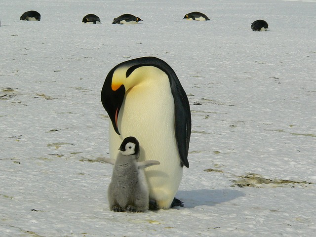 Emperor Penguin with their baby