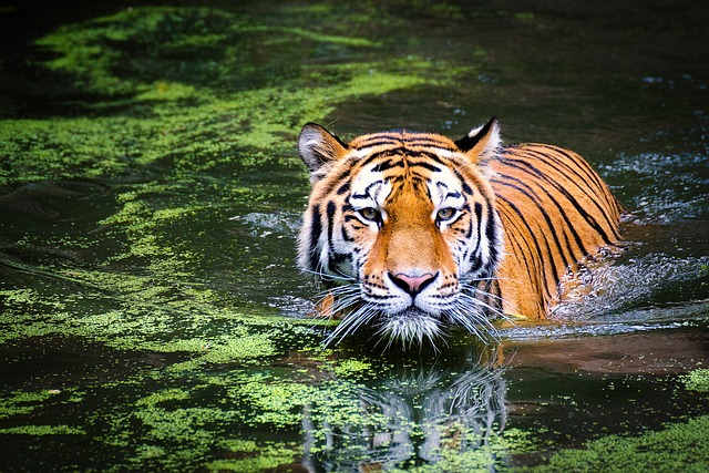 Tiger - Swimming