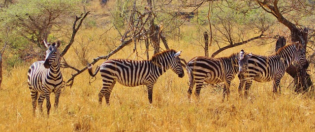A third theory suggests that zebra stripes are a form of social communication, helping zebras identify each other and establish social hierarchies.
